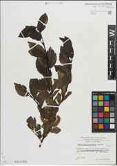 Foto von Salix mielichhoferi Saut.